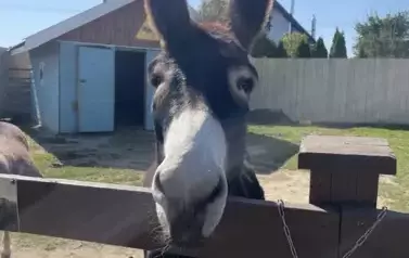 Osiołek