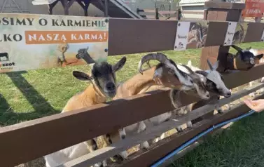 Kozy z MiniZoo