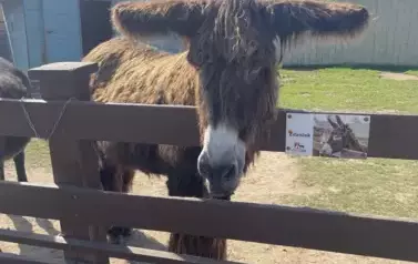 Zdjęcie osiołka z MiniZoo