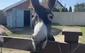 Osiołek