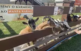 Kozy z MiniZoo