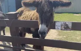 Zdjęcie osiołka z MiniZoo
