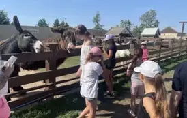 Przywitanie się z osiołkami