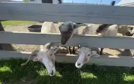 Mieszkańcy MiniZoo